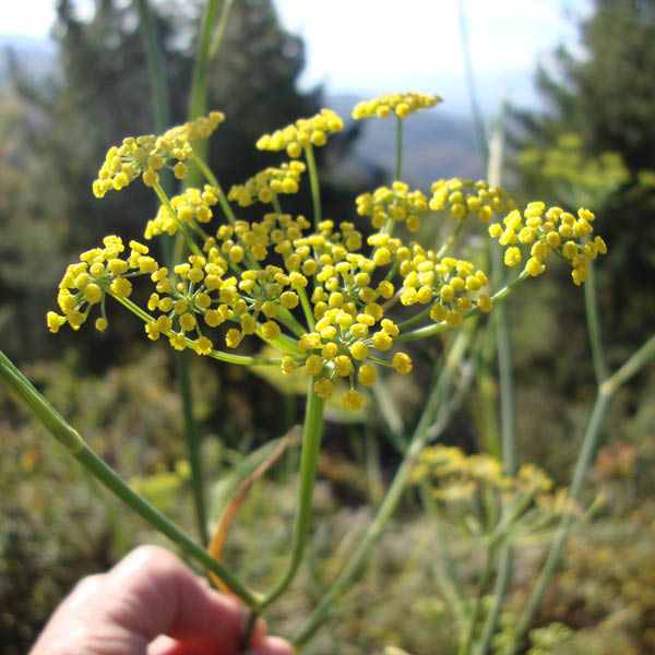 The Wall Street Journal Recommends "Magical" Fennel Pollen