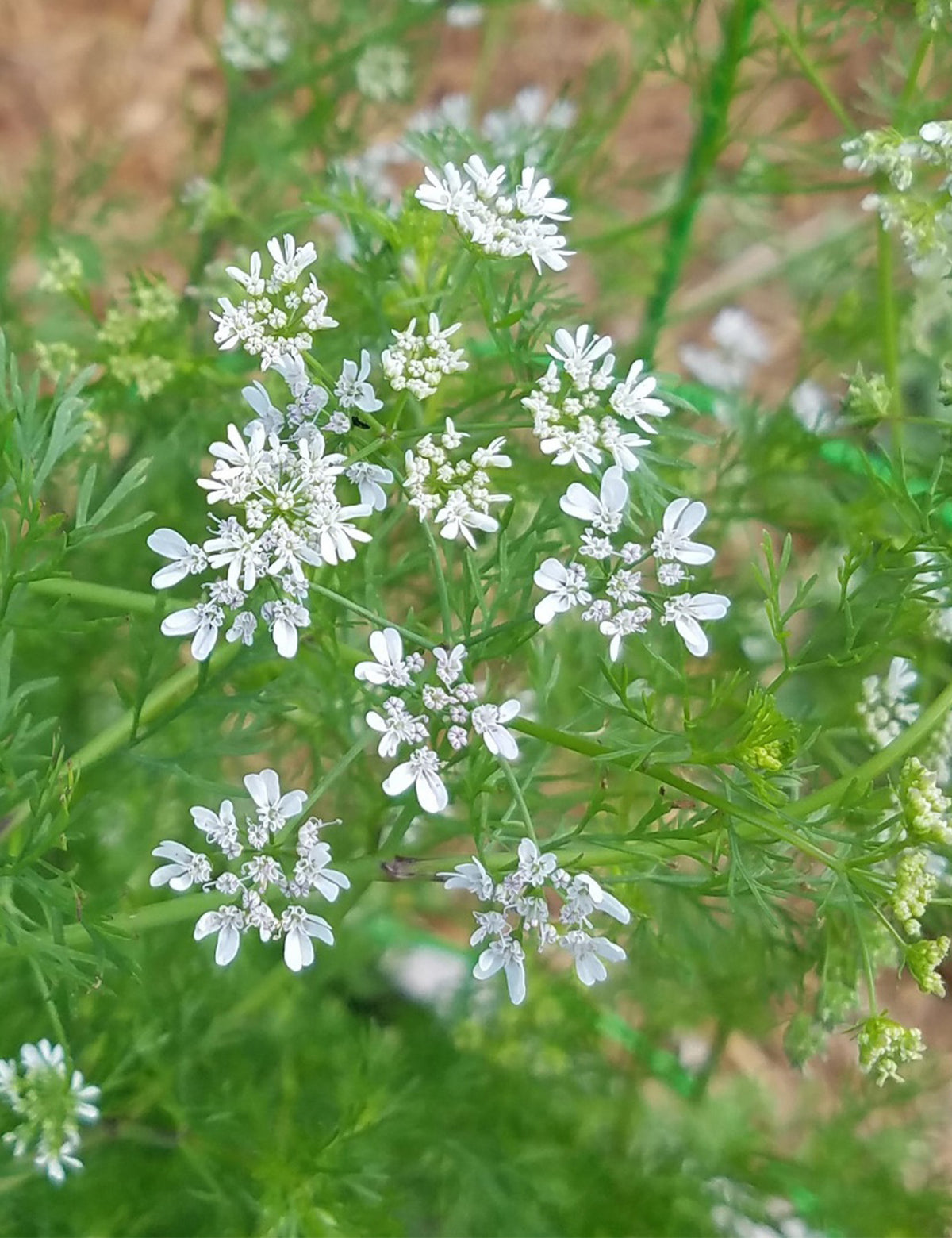 coriander-blossom-honey