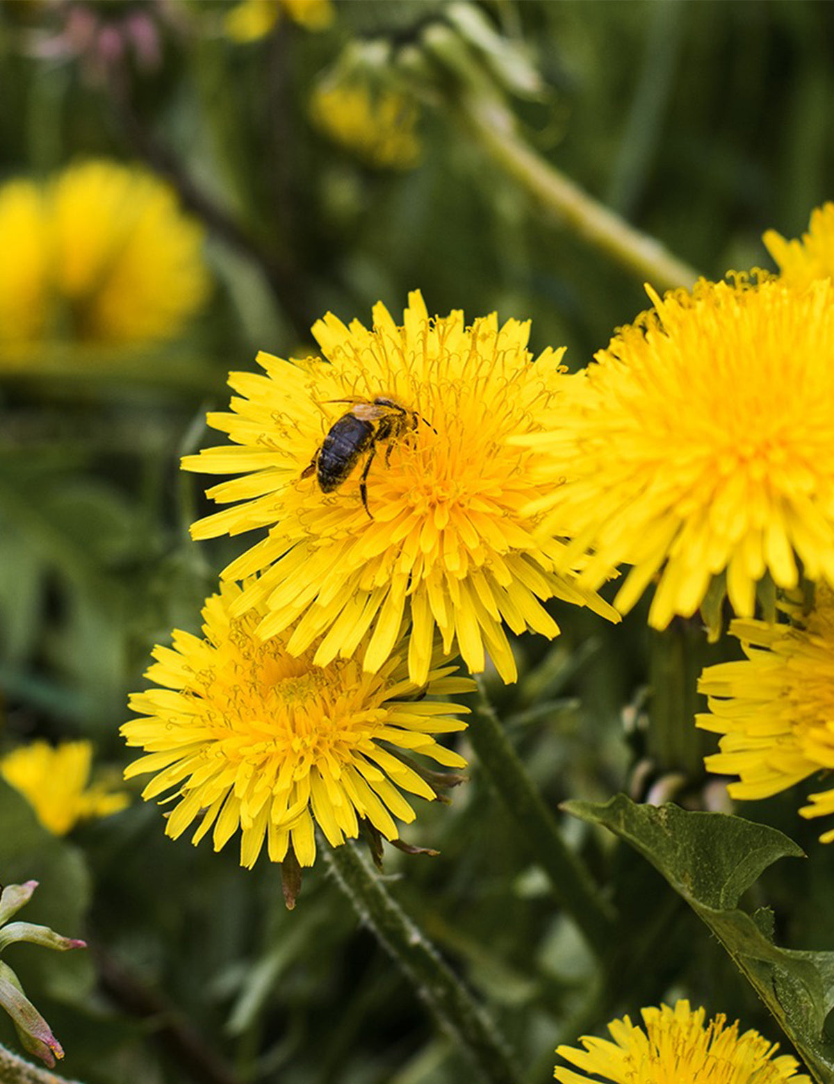 dandelion-honey