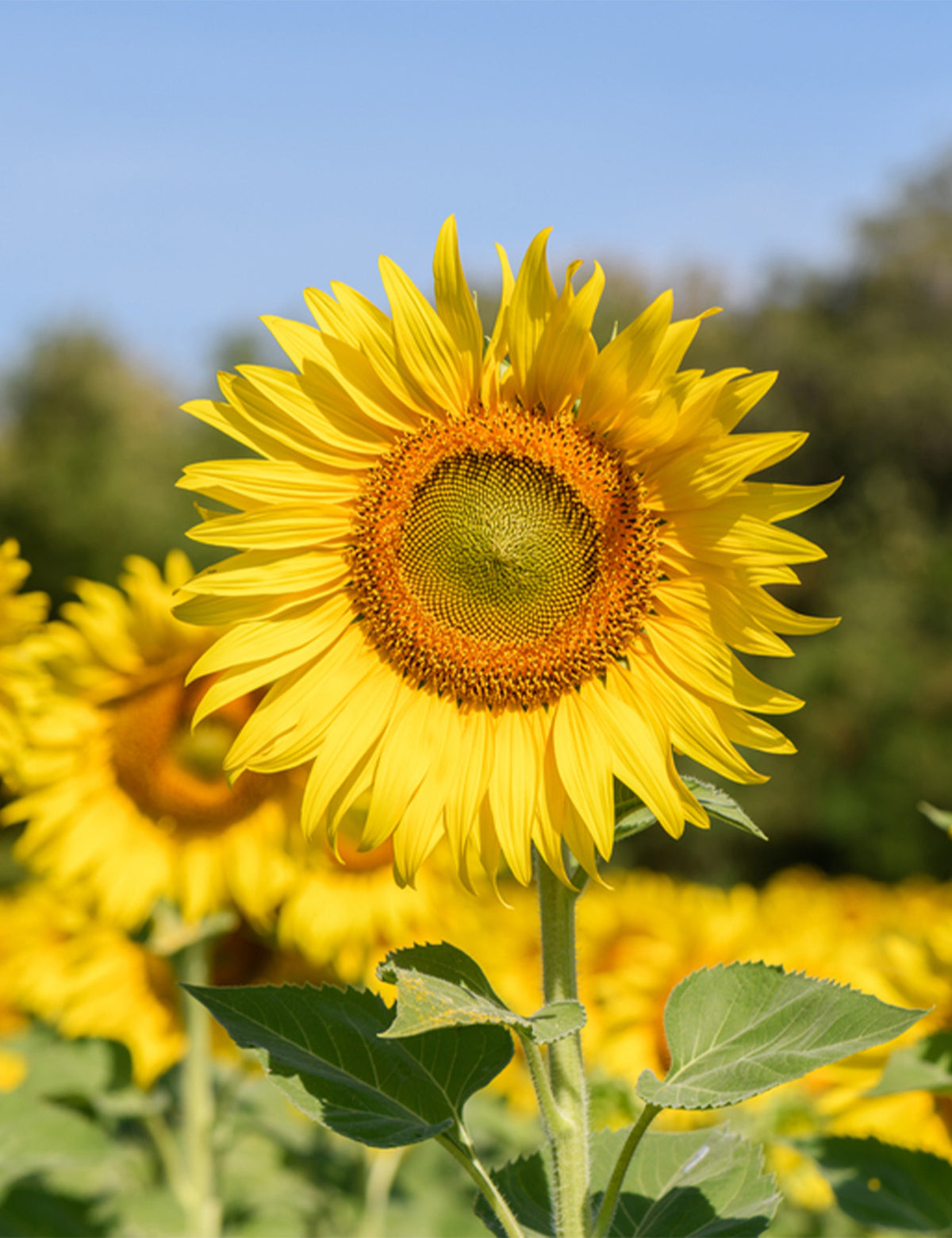 sunflower-honey