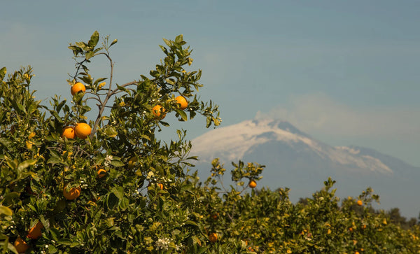 Marchesi di San Giuliano