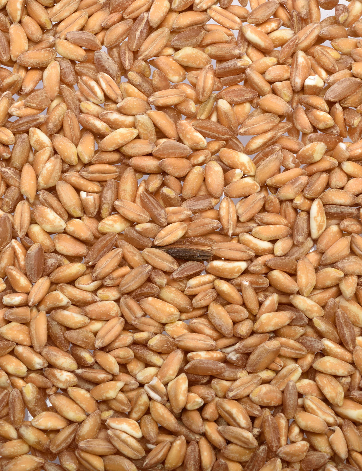 whole-grain-farro-bulk