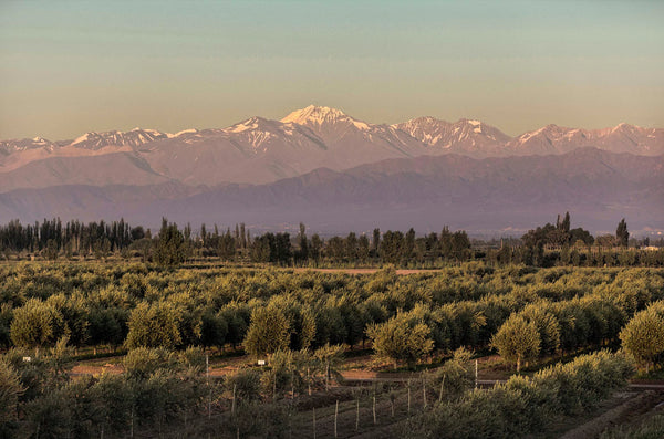 Familia Zuccardi