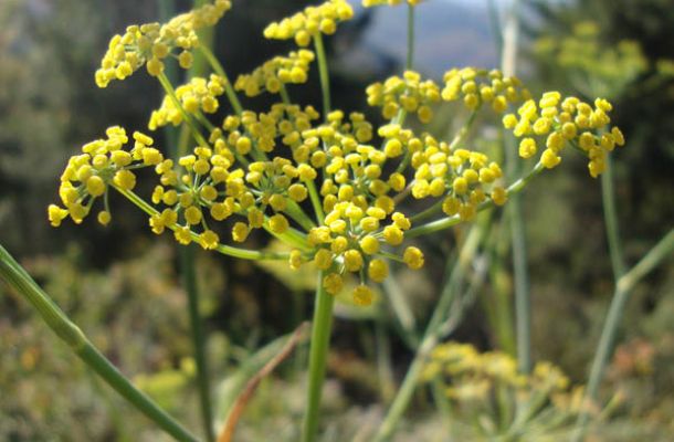 The Wall Street Journal Recommends "Magical" Fennel Pollen