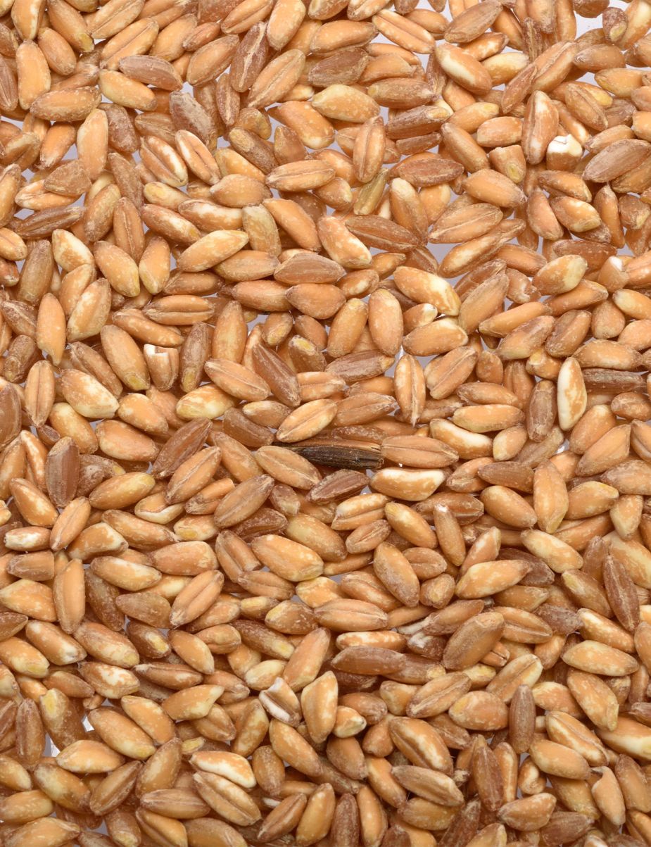 Whole Grain Farro Bulk - Manicaretti Imports